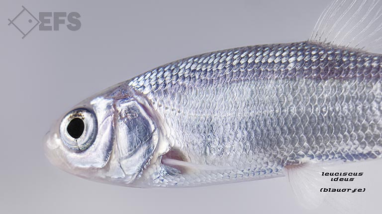 Showing Slide: 17_140140_leuciscus_ideus_blauorfen_0890.jpg