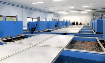 Wasserbecken mit Goldfischen