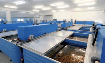 Wasserbecken mit Goldfischen