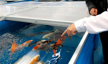 Kois in einem Wasserbecken