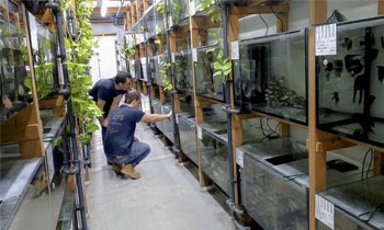 Regale mit befüllten Aquarien