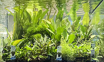 Pflanzenvielfalt EFS