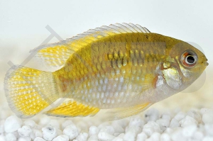 010001_Laetacara-dorsigera_Rotbrust-Tuepfelbuntbarsch_01