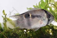 010002_Cleithracara-maronii_Maroni-Buntbarsch_01