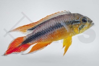 010004_Apistogramma-agassizii_Agassiz-Zwergbuntbarsch_01