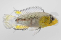 010007_Apistogramma-borelli_Borellis-Zwergbuntbarsch_01