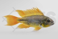010010_Apistogramma-cacatuoides_Kakadu-Zwergbuntbarsch-orange_01