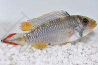 010021_Apistogramma-panduro_Panduros-Zwergbuntbarsch_01