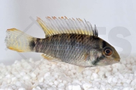 010023_Apistogramma-steindachneri_Steindachners-Zwergbuntbarsch_01