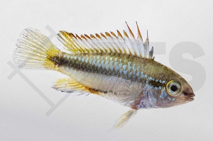 010024_Apistogramma-trifasciata_Dreistreifen-Zwergbuntbarsch_01