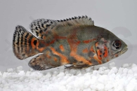 010025_Astronotus-ocellatus_Pfauenaugenbuntbarsch_01