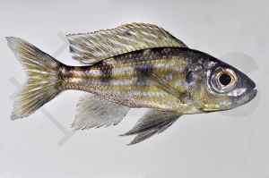 010026_Aulonocranus-dewindti_Uferbuntbarsch_01