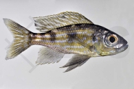 010026_Aulonocranus-dewindti_Uferbuntbarsch_01