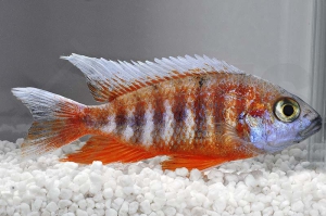 010028_Aulonocara-jacobfreibergi_Feenbuntbarsch_01