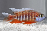 010028_Aulonocara-jacobfreibergi_Feenbuntbarsch_01