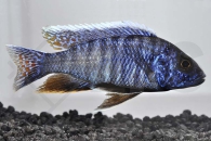 010035_Aulonocara-stuartgranti_Grants-Malawibuntbarsch_01