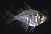 010037_Parambassis-ranga_Indischer-Glasbarsch_02