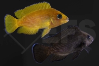 010038_Variabilichromis_moorii_01