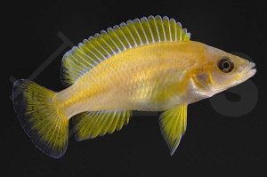 010044_Lamprologus-mustax_Mbita-Island_01