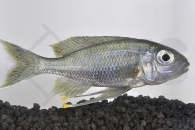 010045_Ophthalmotilapia-ventralis_Blauer-Fadenmaulbrueter_01