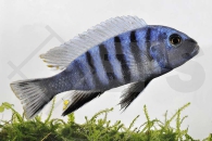 010046_Cynotilapia-afra_Sechsstreifen-Tilapia_01