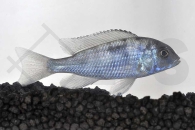 010051_Cyrtocara-moorii_Beulenkopfmaulbrueter_01