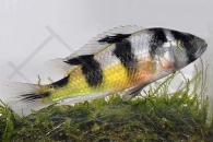 010056_Haplochromis-obliquidens_Zebra-Victoriabarsch_01