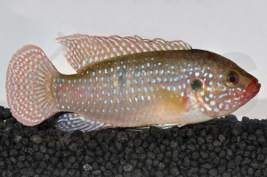 010058_Hemichromis-lifalili_Juwelenbuntbarsch_01