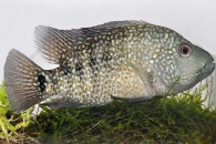 010059_Herichthys-carpintis_Perlcichlide_01