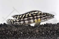 010062_Julidochromis-marlieri_Schachbrett-Schlankcichlide_01