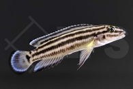 010063_Julidochromis-regani_Vierstreifen-Schlankcichlide_01