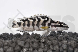 010064_Julidochromis-transcriptus_Schwarzweisser-Schlankcichlide_01