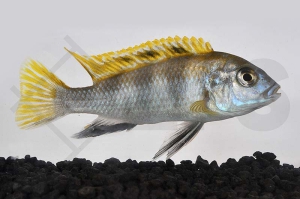 010068_Labidochromis-spec-perlmutt_Perlmutt-Labidochromis_01