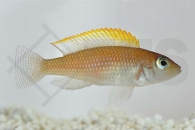 010072_Neolamprologus-caudopunctatus_Gelbflossen-Schneckenbuntbarsch_01