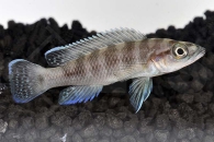 010075_Neolamprologus-cylindricus_Gestreifter-Buntbarsch_01