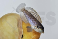 010076_Lamprologus-ocellatus_Tanganjika-Schneckenbuntbarsch_01