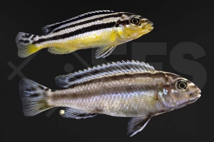 010077_Melanochromis-auratus_Tuerkisgoldbarsch_01