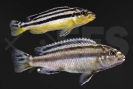 010077_Melanochromis-auratus_Tuerkisgoldbarsch_01