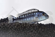 010079_Pseudotropheus-johannii_Kobaltorangebarsch_01