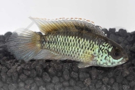 010082_Nannacara-anomala_Glaenzender-Zwergbuntbarsch_01