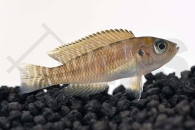 010084_Neolamprologus-brevis_Breitbinden-Schneckenbuntbarsch_01