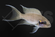 010085_Neolamprologus-brichardi_Feenbarsch_01