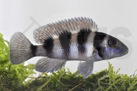 010089_Neolamprologus-tretocephalus_Fuenfstreifen-Tanganjikabuntbarsch_01