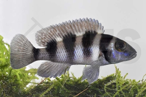 010089_Neolamprologus-tretocephalus_Fuenfstreifen-Tanganjikabuntbarsch_01