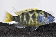 010091_Nimbochromis-venustus_Pfauenmaulbrueter_01