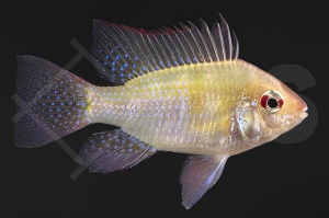 010095_Mikrogeophagus-ramirezi_Schmetterlingsbuntbarsch-gold_01