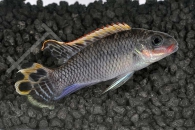 010099_Pelvicachromis-taeniatus_Smaragdprachtbarsch-nigeria-rot_01