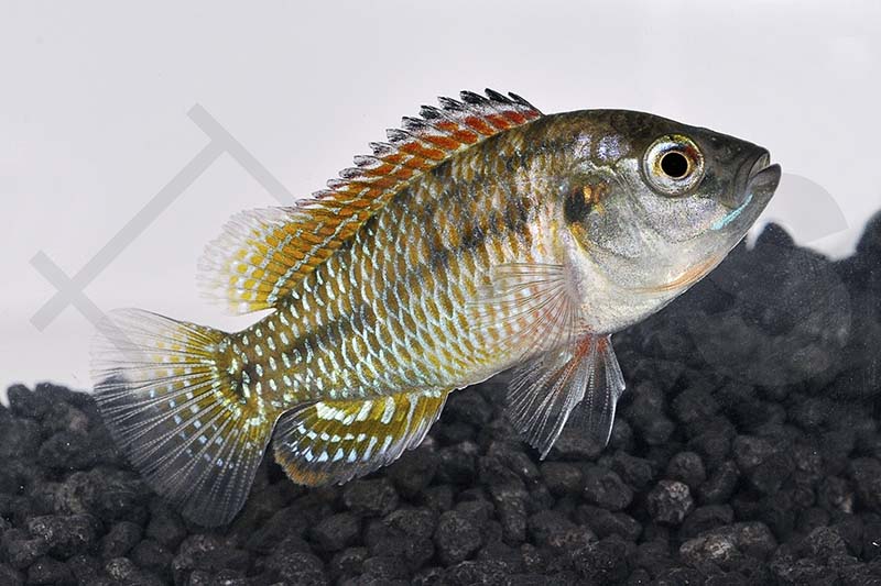 010102_Pseudocrenilabrus-multicolor_Vielfarbiger-Maulbrueter_01