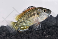 010102_Pseudocrenilabrus-multicolor_Vielfarbiger-Maulbrueter_01