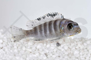 010104_Maylandia-aurora_Aurora-Felsenbuntbarsch_01